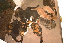 porch_cats_2004_0.jpg