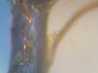 Lumiére_DST_156.jpg