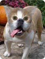 catrog.jpeg