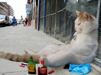 wino.jpg