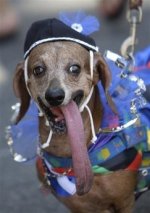 dog_carnival_rio102.jpg