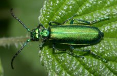 spanish-fly-aphrodisiacs-660.jpg