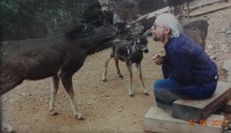 Deer Whisperer2.jpg