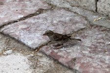 IMG_7631.jpg