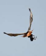 hawkprey.jpg