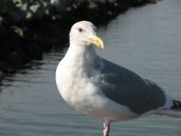 IMG_4445 copy.jpg