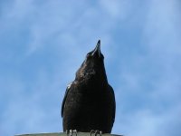 IMG_4447 copy.jpg