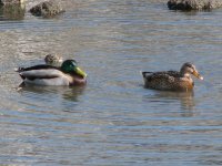 IMG_4452 copy.jpg