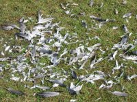 bye bye birdie.jpg