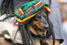 Jamaican Dachshund.jpg