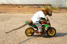 the-lion-king-archive-faq-funny_4816557752321397.jpg