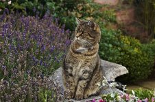 DSC_0017 a1.jpg