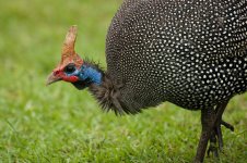 guinea_fowl.jpg