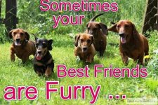 Your Best Friends are Furry.jpg