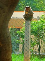 Pole sitting - monkey.jpg