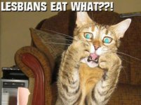l.cat.jpg