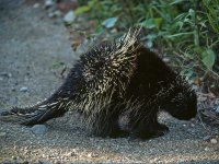 porcupine_668_600x450.jpg