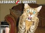 l_cat2.jpg
