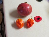 IMG_2459.jpg