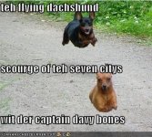 Flying Dachshunds 1.jpg