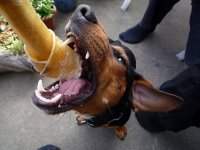 Dachshund - Attack doxie.jpg