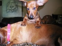 murphy with ears - small.JPG