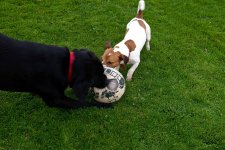 chew ball.jpg