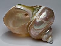 seashell.JPG