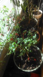 IMAG0538.jpg