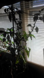 IMAG0539.jpg