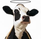 holy-cow-2.jpg