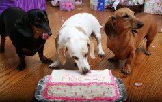 Dachshund - Birthday Cake 1.jpg
