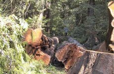cedars.jpg