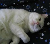 carolina cat!.jpg