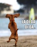 Dachshund - La Di Da Di Da.jpg