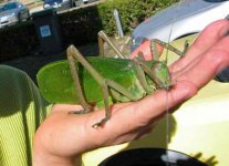 grasshopper.jpg