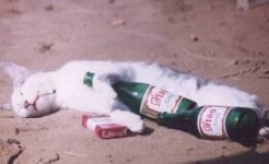 Drunk - drunk cat.jpg