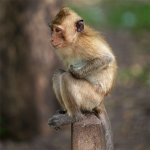 PoleSittingMonkey2238850.jpg
