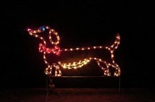 Dachshund -  Christmas lights.jpg