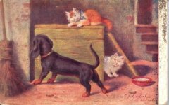 Dachsound&Cats.jpg
