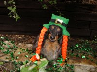 Irish Dachshund.jpg