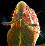 cat-flea.jpg