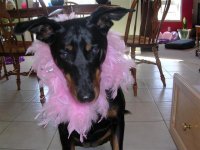 dog (small).jpg