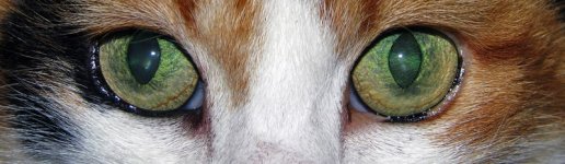 pattie_eyes.jpg