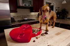 900x600xbigstock-Dog-Eating-Chocolates-From-Hea-8187245-bigstock-armadillostock1.jpg.pagespeed.i.jpg