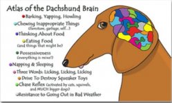 dachshund - brain_atlas_rectangle_sticker.jpg