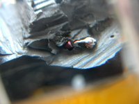wiring of yaqin plug.JPG
