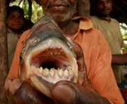 Fish - Testicle eating fish.jpg