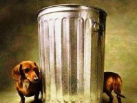 Dachshund - Trashcan.jpg