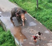 funny-indian-picture-elephant-running-behind-man.jpg